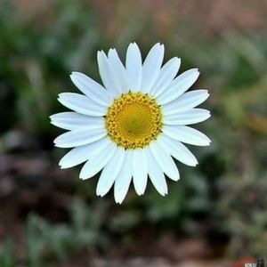 Meet your Posher, Seyma